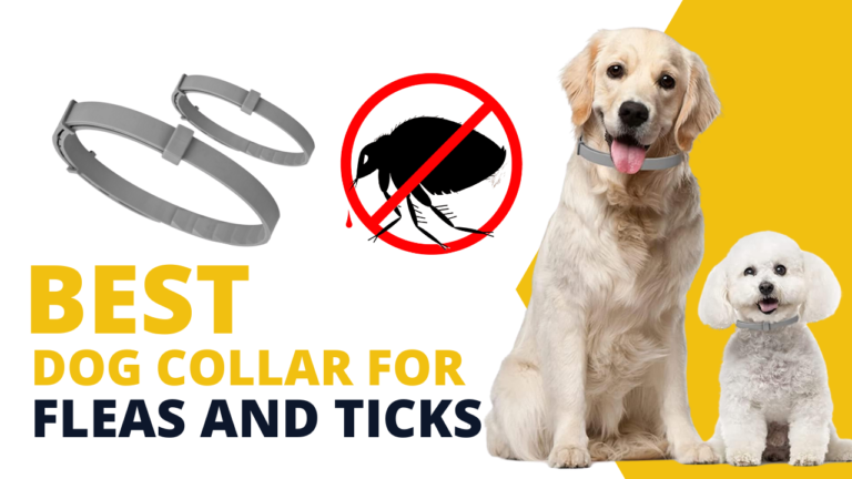 Best dog collar for ticks and fleas – Demo Post