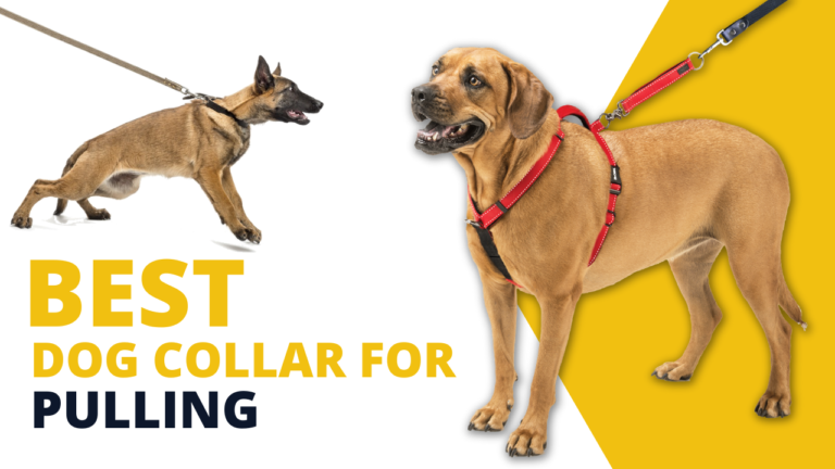 best dog collar for pulling – Demo Post