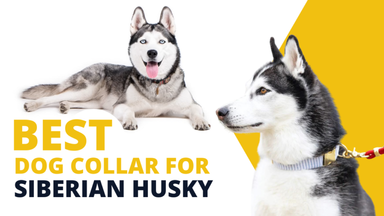 Best Dog Collar for Huskies – Demo Post