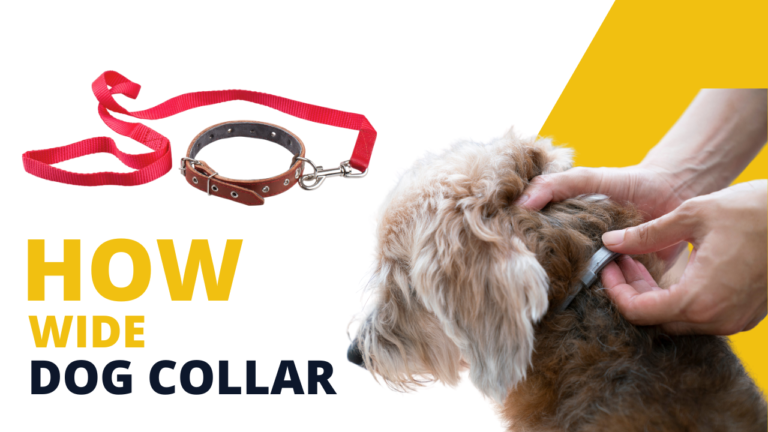 how wide dog collar – Demo Post