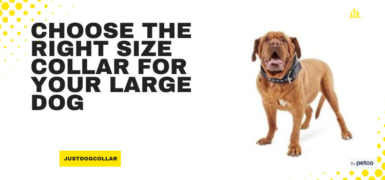 How to Choose the Right Size Collar for Your Large Dog: 4 Easy Tips