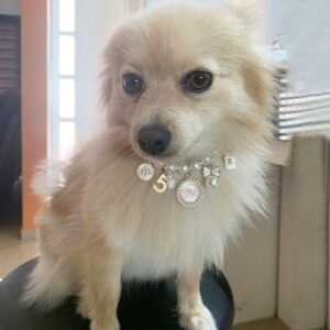 pearl dog collar