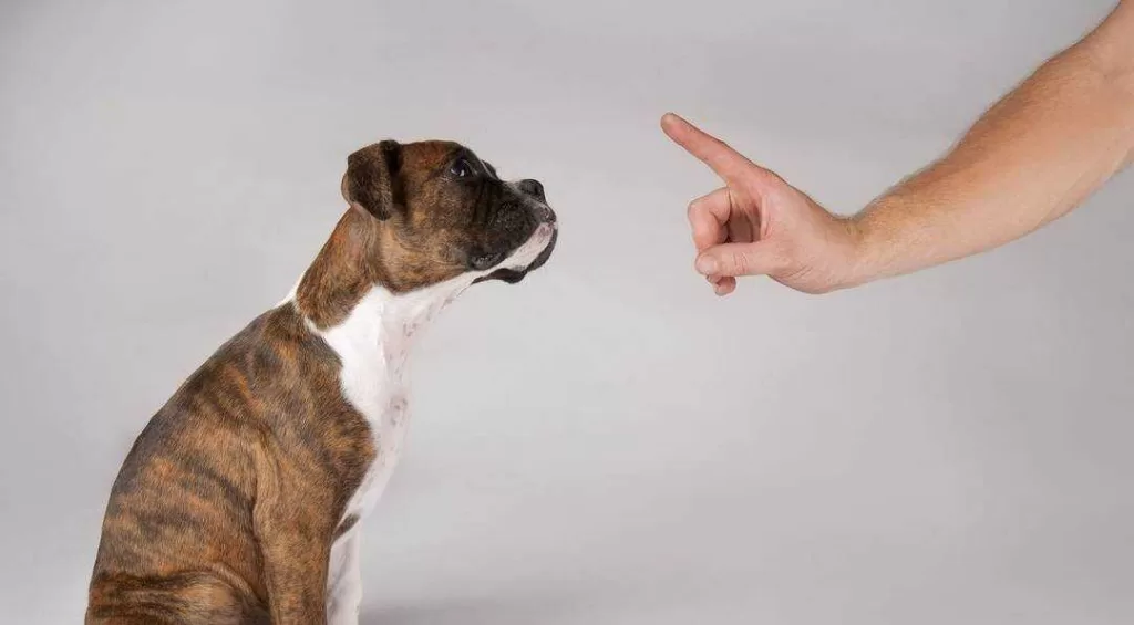 How to train dog not to bark at strangers