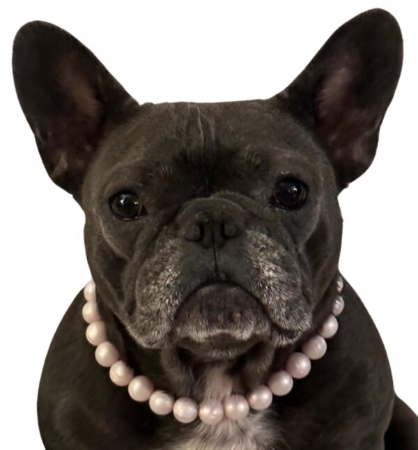 Dog Necklace (Medium (16-18"), Solid, Pink Pearl)