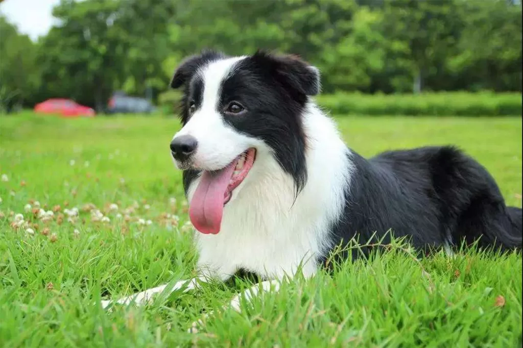 TOP 10 easiest dog breed to train