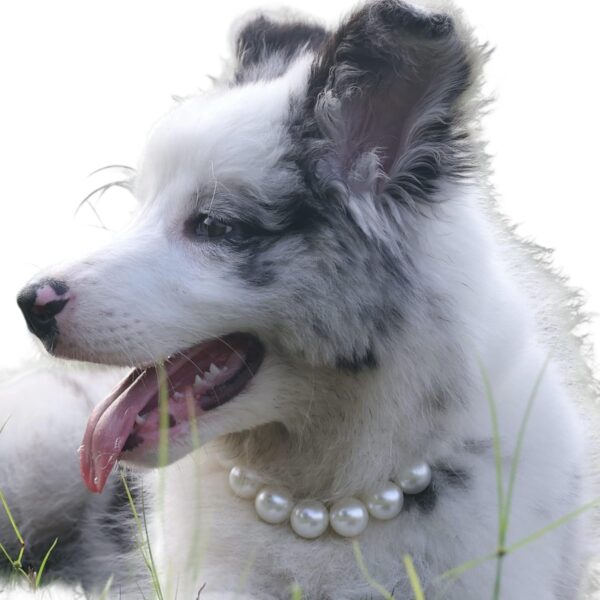 Exquisite and Adjustable Dog Necklace: Elegant Pearl Necklace for Dogs,