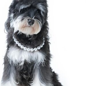 Pet Pearl Collar, Adjustable Dog Necklace,Chic Jewelry for Cat Puppy