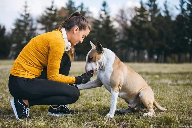 How to become a service dog trainer