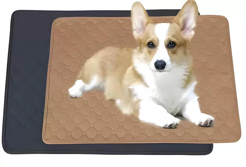 How to train adult dog to use pee pad