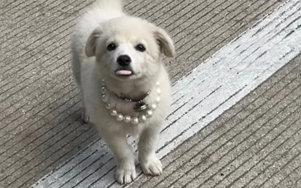 Pearl Dog Collar