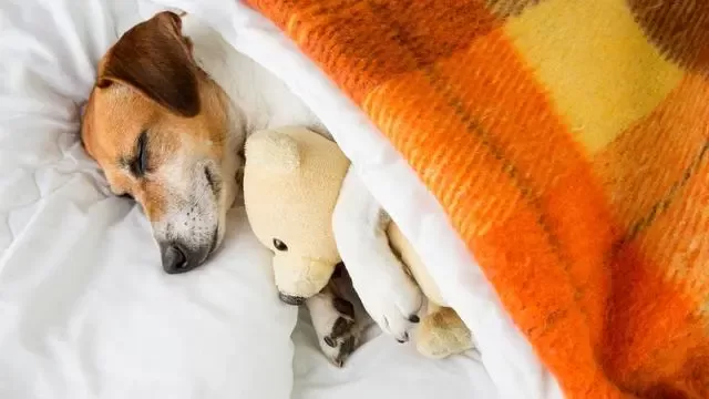 train a dog to sleep through the night